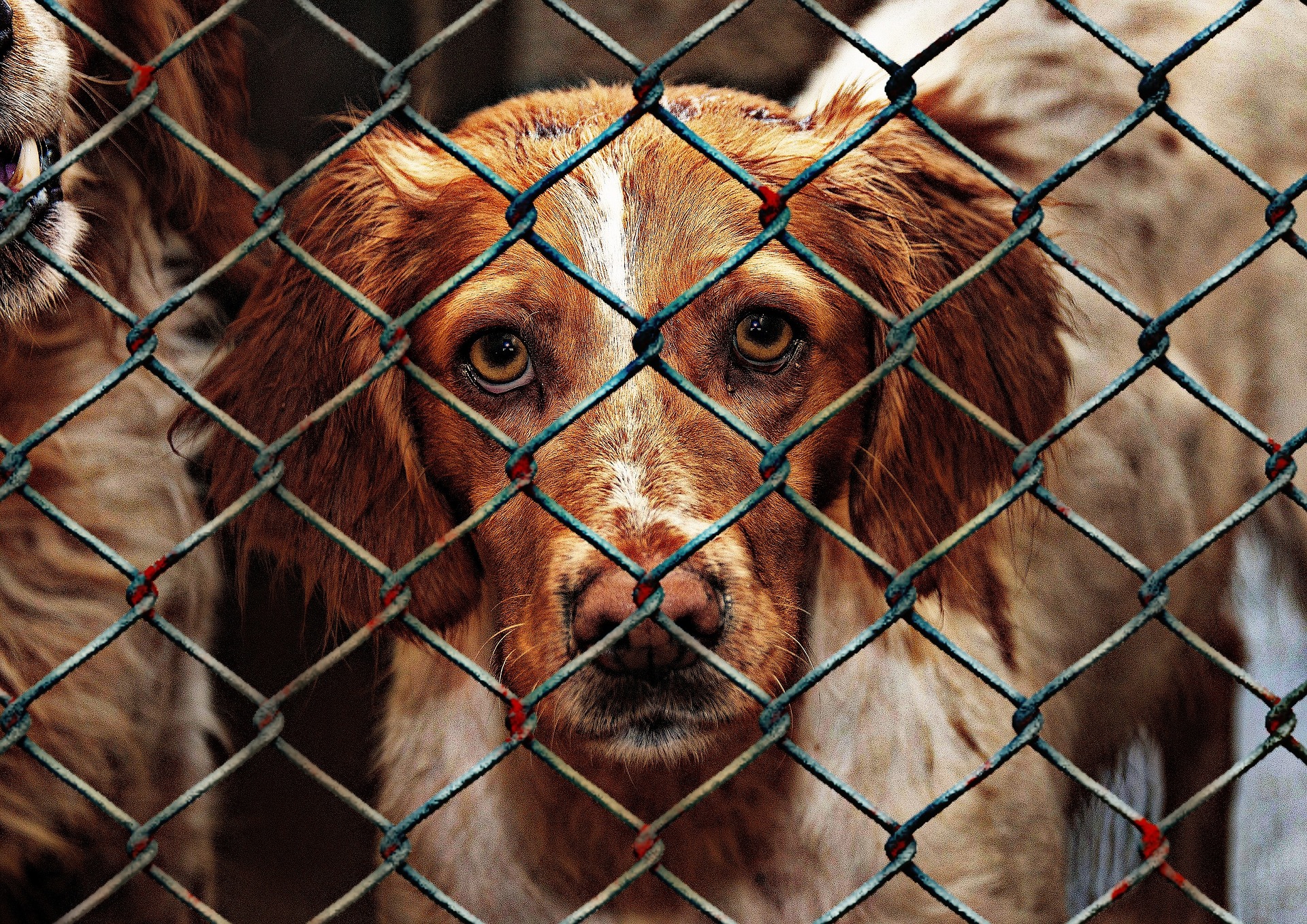 How To Adopt A Dog How To Adopt A Dog