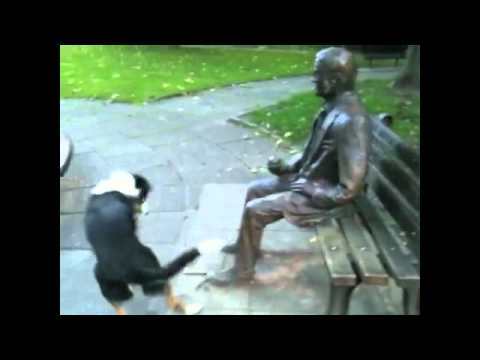 Dog Insist On Going For A Walk