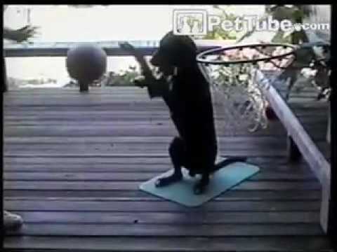 Teach Your Dog To Play Basketball Teach Your Dog To Play Basketball