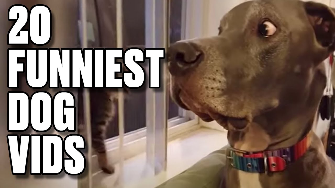 20 Of The Funniest Dog Videos On The Internet — Simple Dog Logic