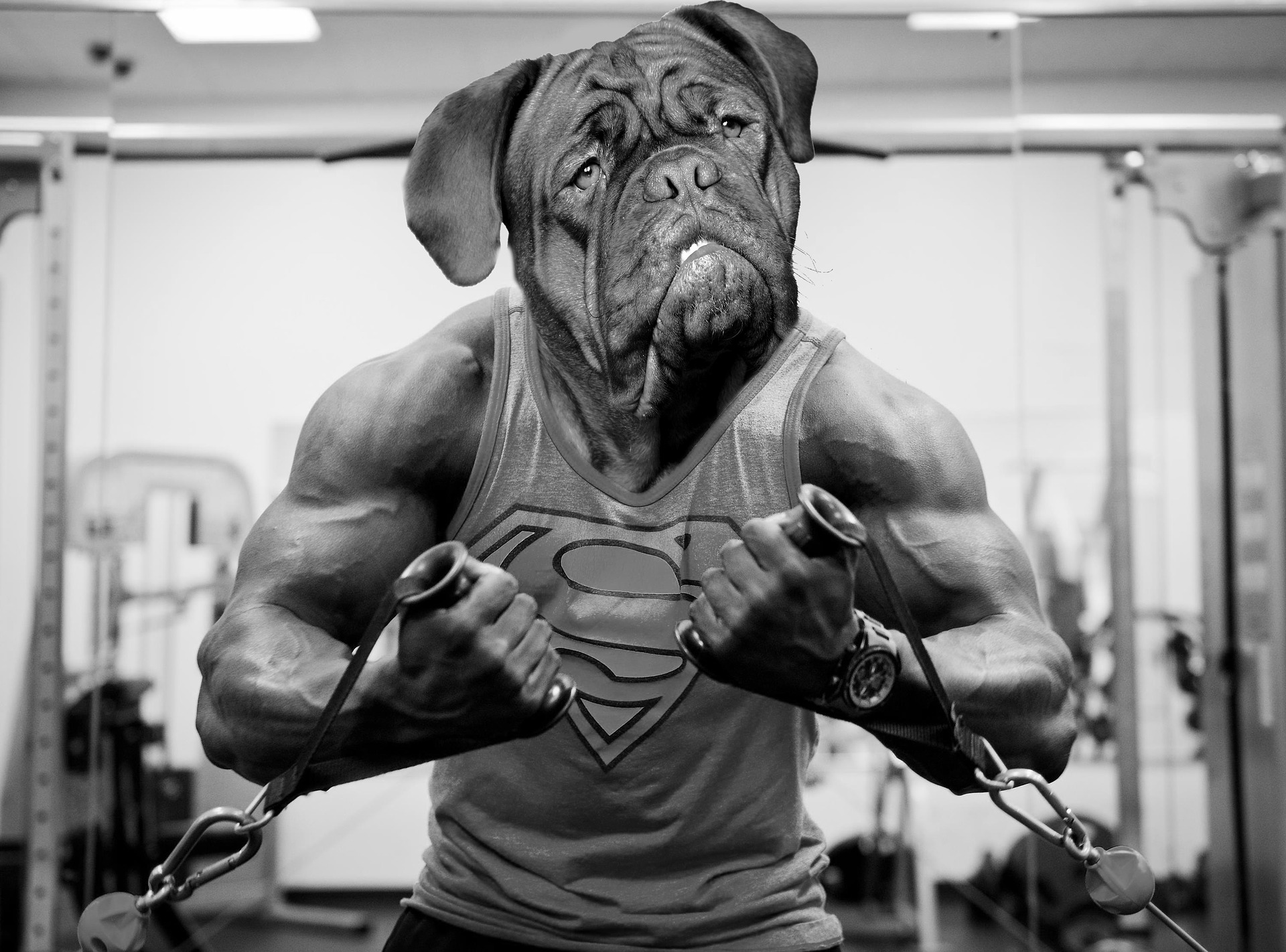 Is Your Dog Healthy? Is Your Dog Healthy?
