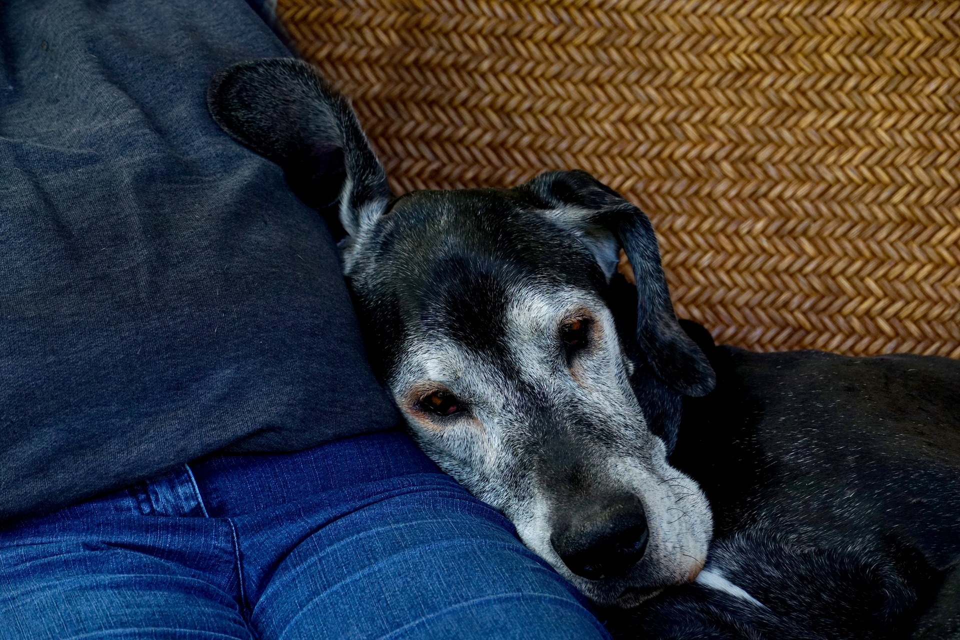 Tips For Keeping Aging Dogs Healthy Tips For Keeping Aging Dogs Healthy