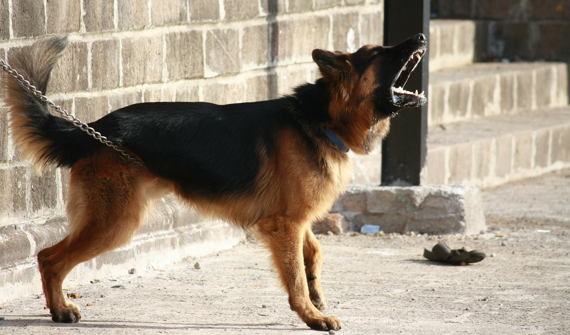 Stop Your Dog From Incessant Barking Stop Your Dog From Incessant Barking