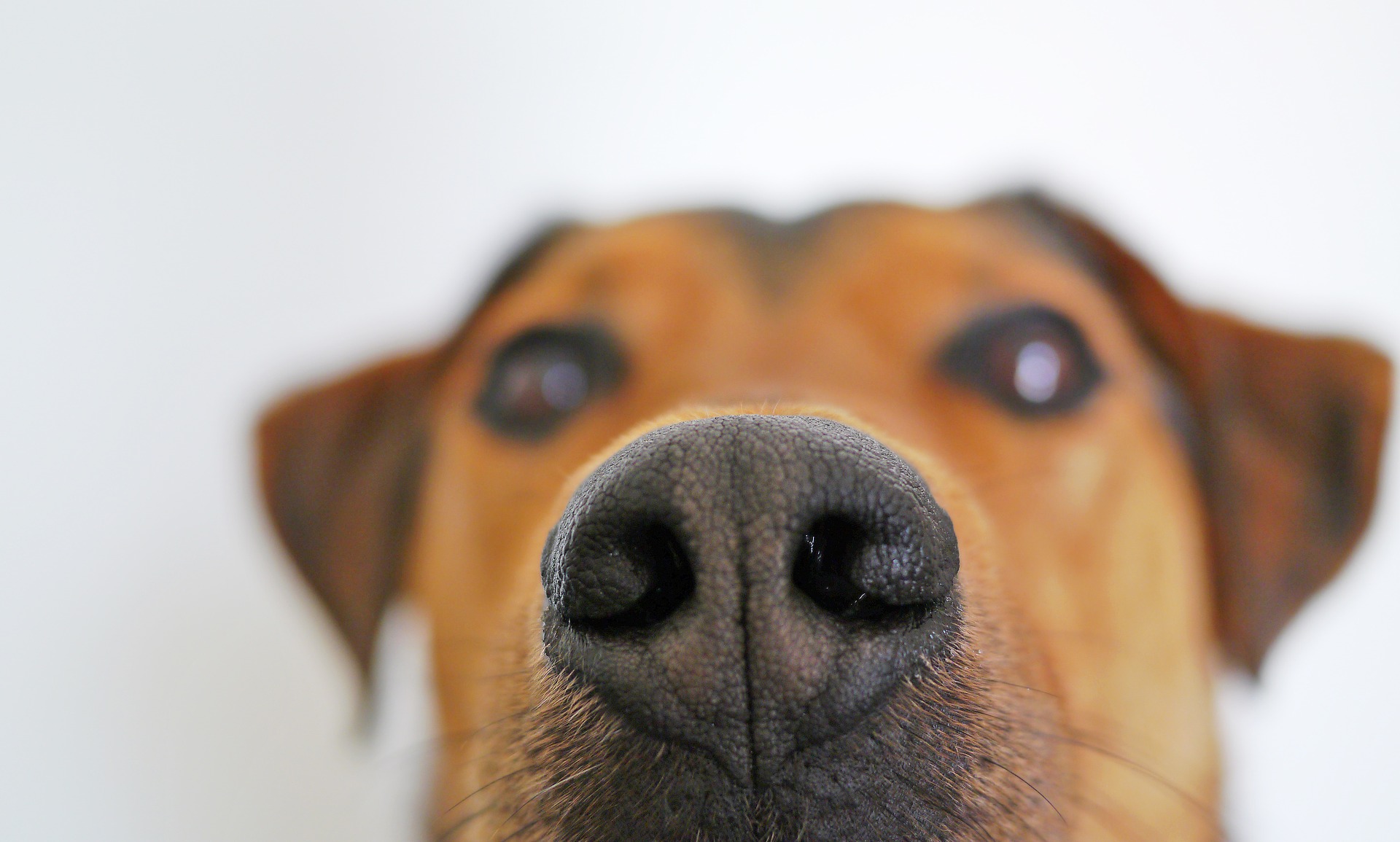 Can Dogs Detect If You Are Sick