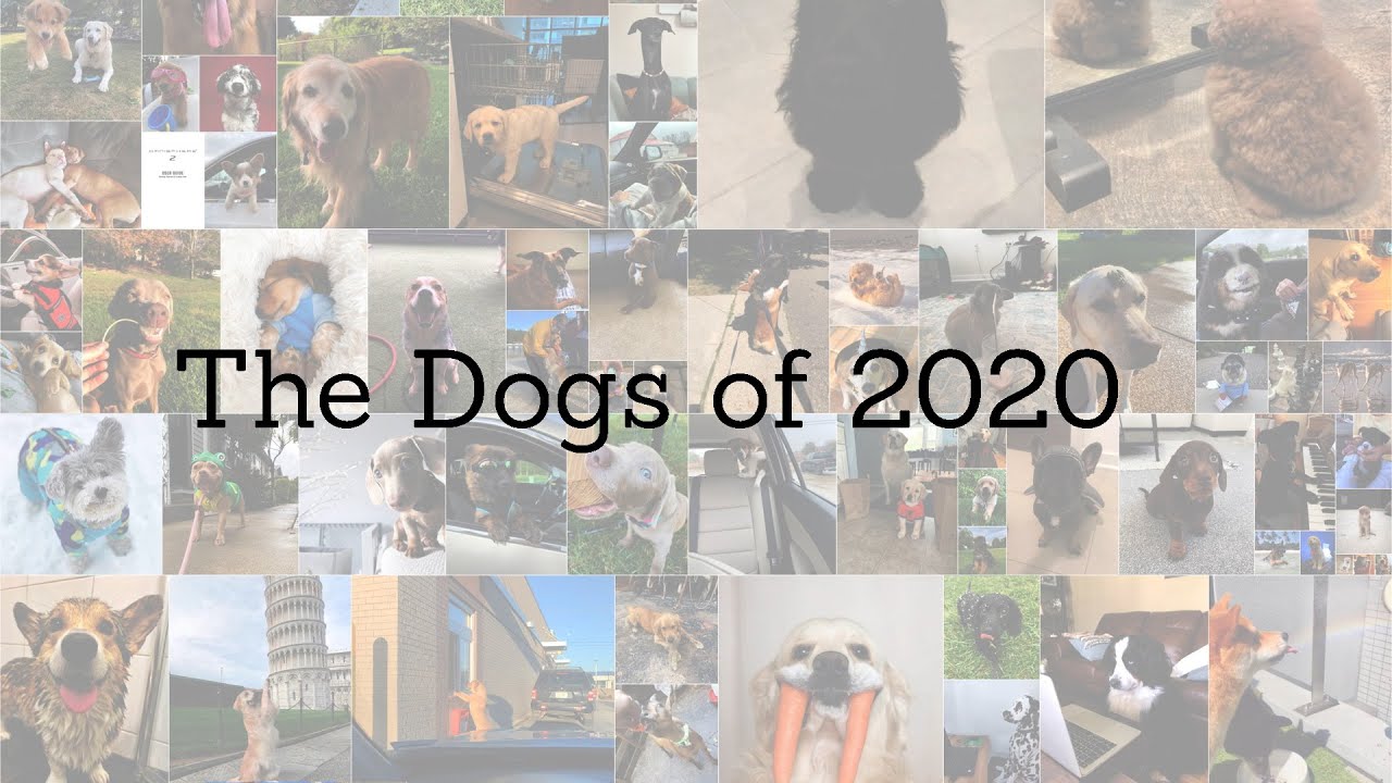 You May Laugh You May Cry Dogs Of 2020 You May Laugh You May Cry Dogs Of 2020