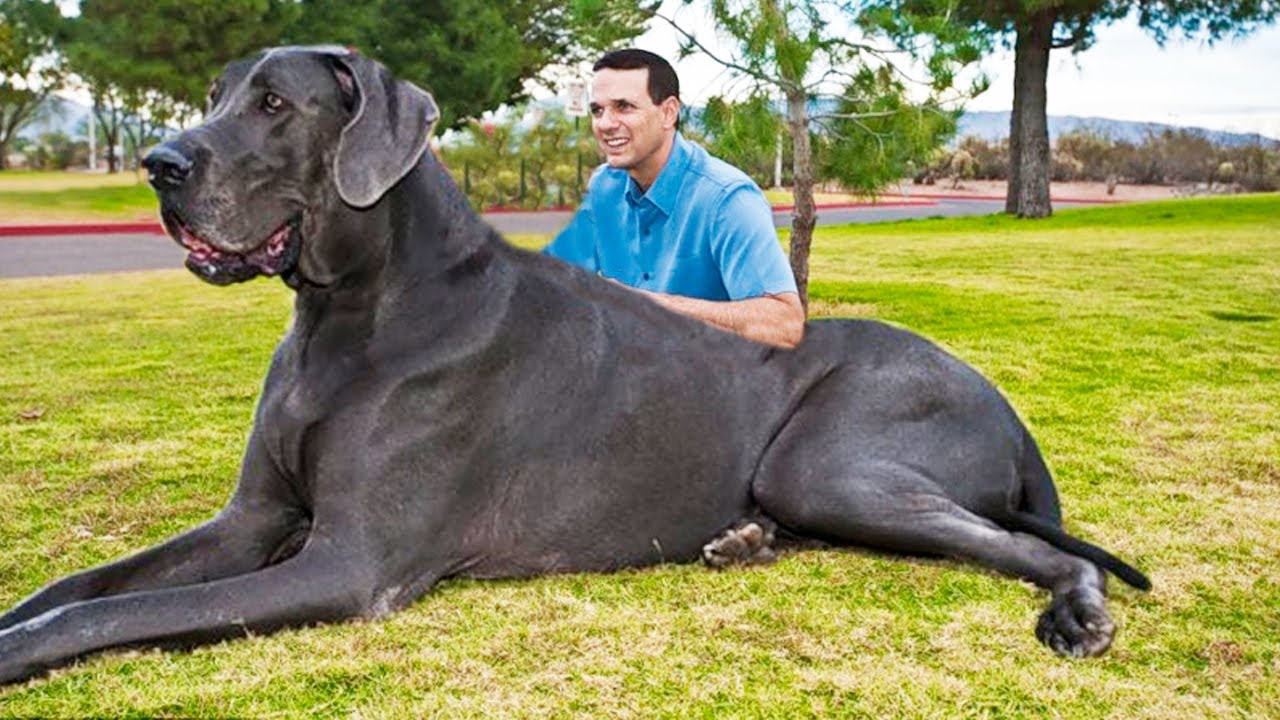 Worlds Largest Dogs And One That Sold for 1.9 Million — Simple Dog